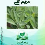 بذر مریم گلی