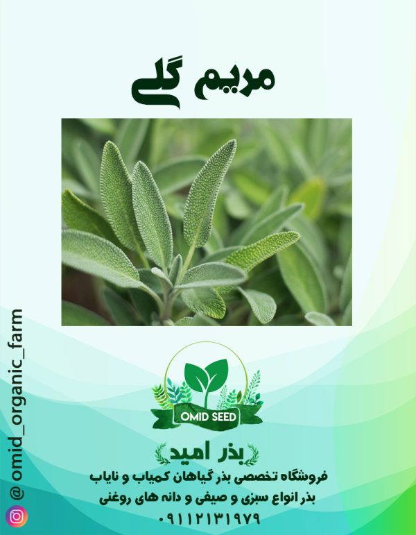 بذر مریم گلی - تصویر 1