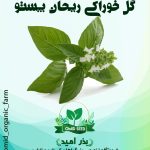 بذر گل ریحان پستو خوراکی