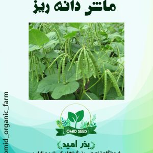 بذر ماش دانه ریز