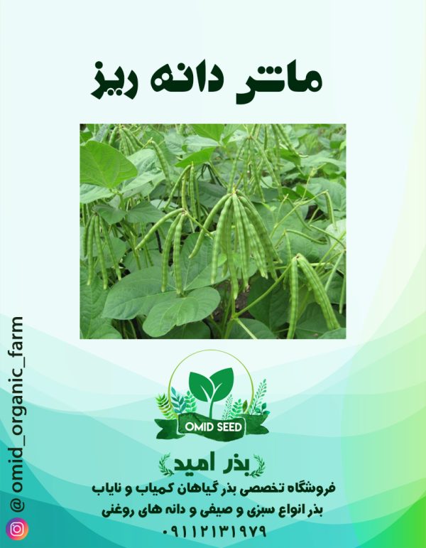بذر ماش دانه ریز - تصویر 1