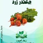 بذر چغندر زرد آتشی