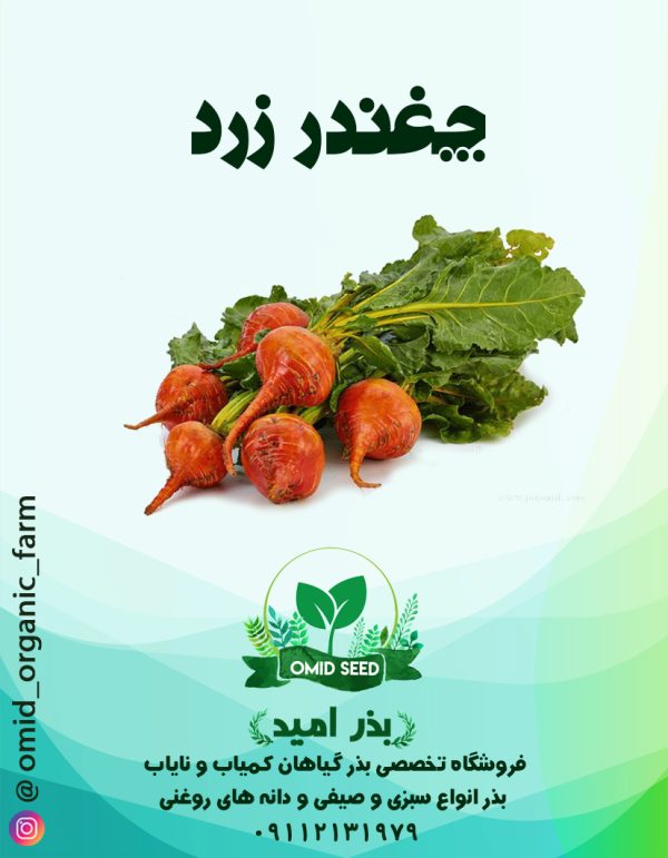 بذر چغندر زرد آتشی - تصویر 1