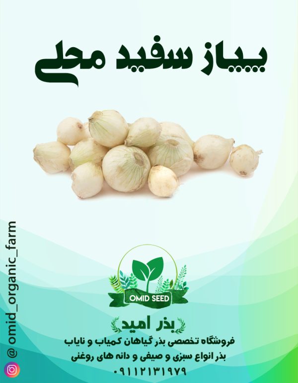 بذر پیاز سفید محلی - تصویر 1
