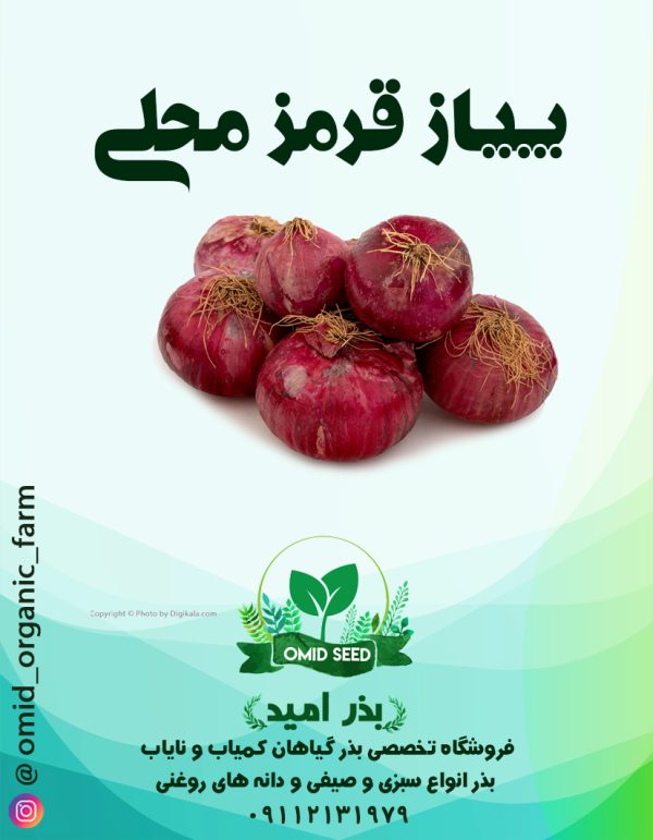 بذر پیاز قرمز محلی - تصویر 1