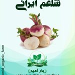 بذر شلغم ایرانی