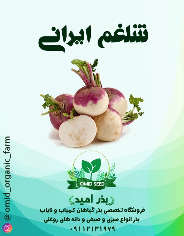 بذر شلغم ایرانی - تصویر 1