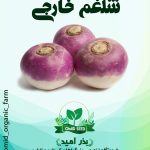 بذر شلغم هلندی
