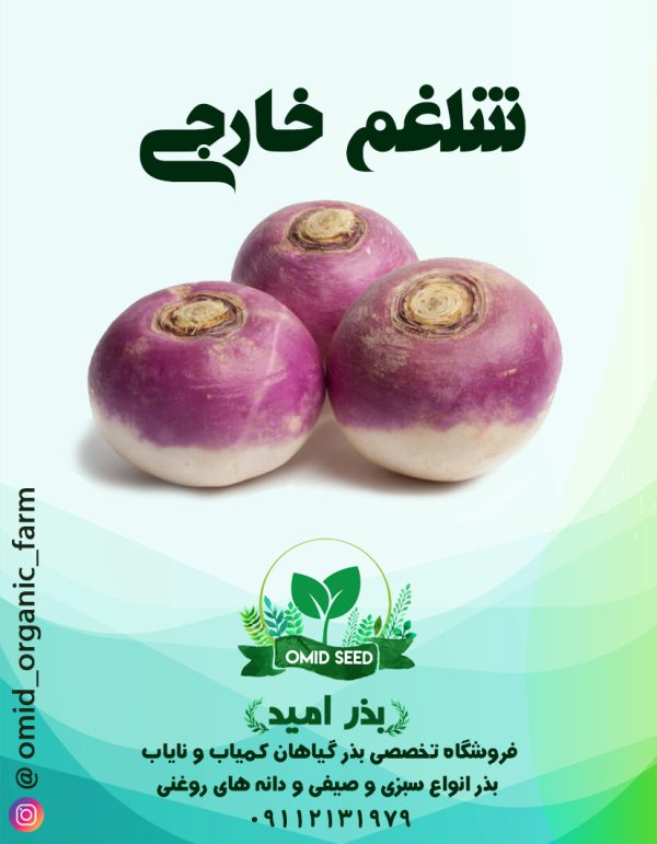 بذر شلغم هلندی - تصویر 1