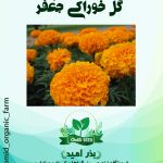 بذر گل جعفری خوراکی