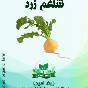 بذر شلغم زرد