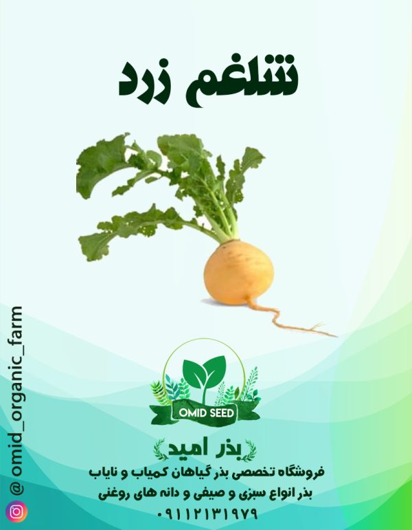 بذر شلغم زرد - تصویر 1