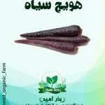 بذر هویج بنفش ترک