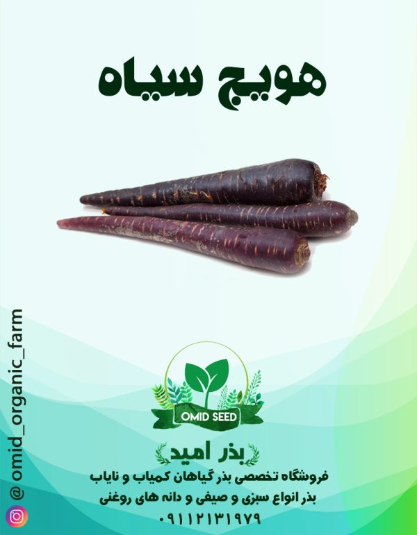 بذر هویج بنفش ترک - تصویر 1