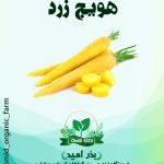 بذر هویج زرد