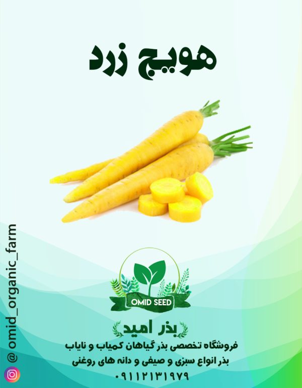بذر هویج زرد - تصویر 1