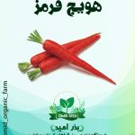 بذر هویج قرمز URJ