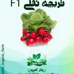 بذر تربچه نقلی هیبرید هلندی
