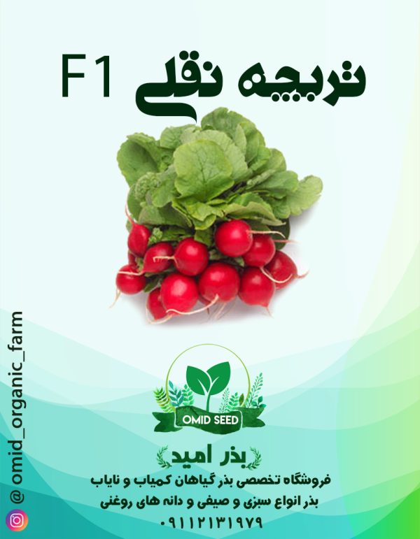بذر تربچه نقلی هیبرید هلندی - تصویر 1