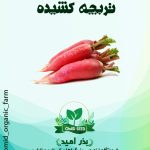 بذر تربچه بادامی