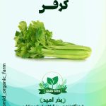 بذر کرفس