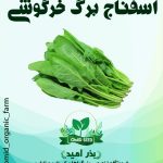 بذر اسفناج برگ خرگوشی هلندی ( پوپ )
