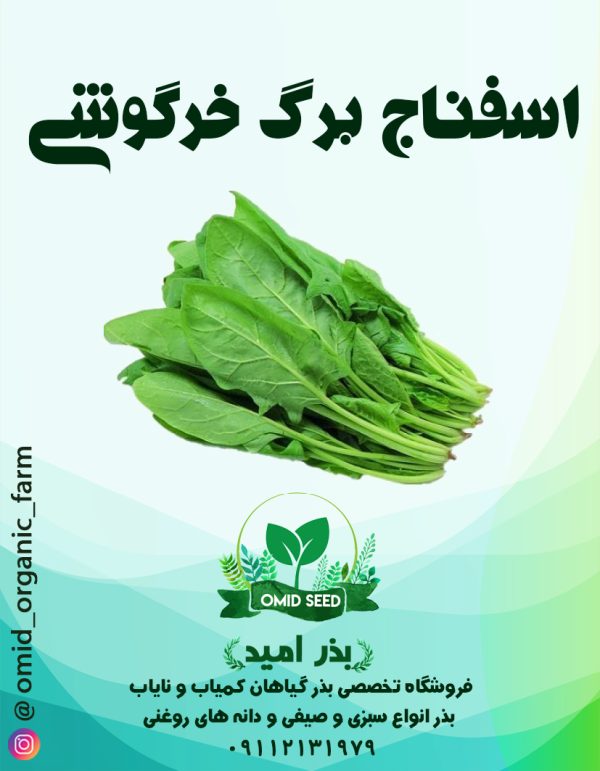 بذر اسفناج برگ خرگوشی هلندی ( پوپ ) - تصویر 1