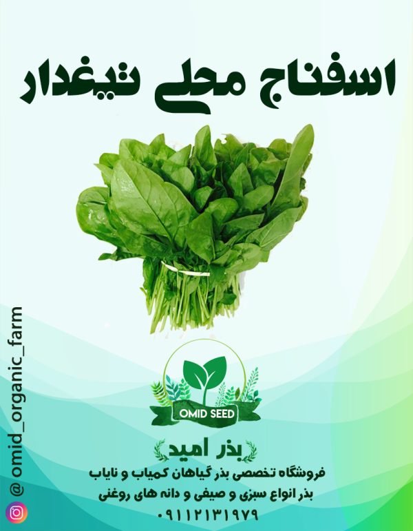 بذر اسفناج برگ تیغدار - تصویر 1
