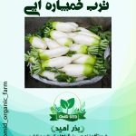 بذر ترب سفید خمپاره ایی هیبرید