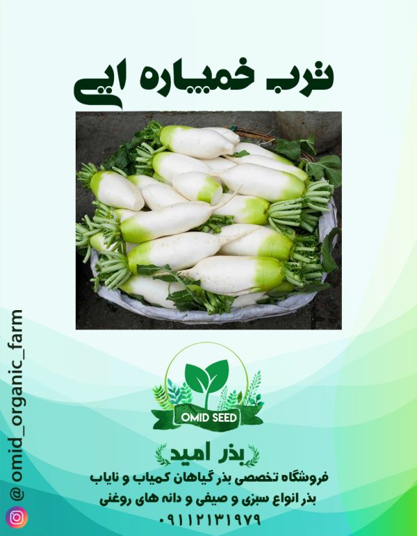 بذر ترب سفید خمپاره ایی هیبرید - تصویر 1