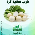 بذر ترب سفید گرد