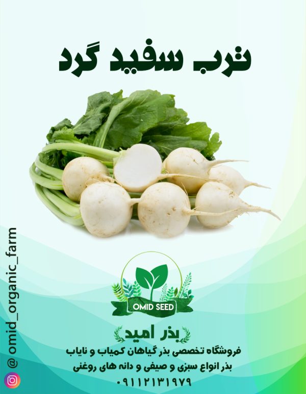بذر ترب سفید گرد - تصویر 1