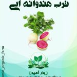 بذر ترب هندوانه ایی