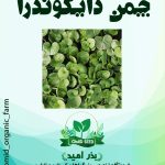 بذر چمن دایکوندرا ایتالیایی ( چمن افریقایی )