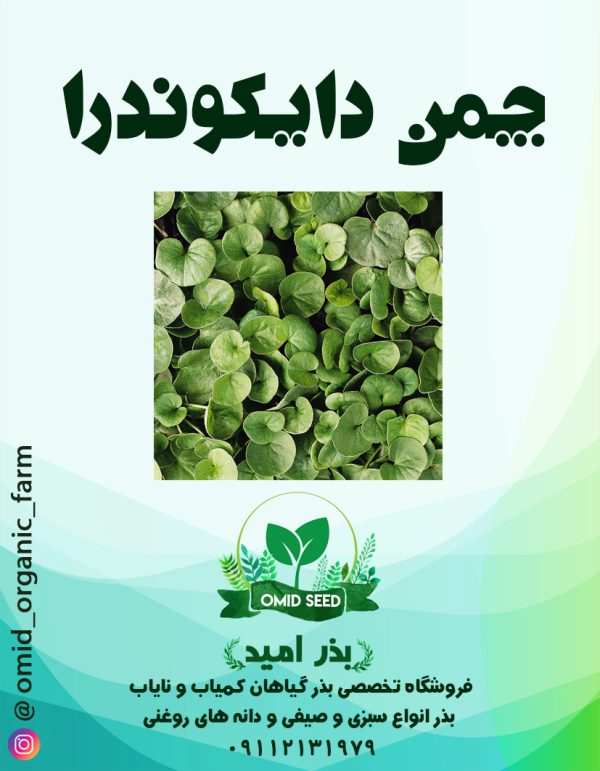 بذر چمن دایکوندرا ایتالیایی ( چمن افریقایی ) - تصویر 1