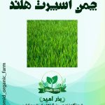 بذر چمن اسپرت هلندی ( 5 تخم )