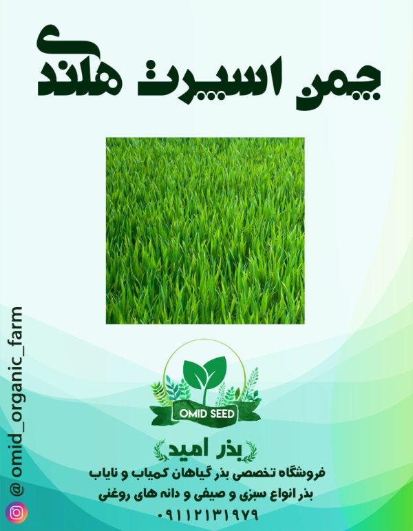 بذر چمن اسپرت هلندی ( 5 تخم ) - تصویر 1