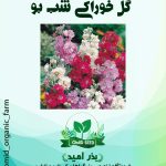 بذر گل شب بو خوراکی