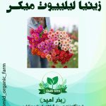 بذر گل زینیا لیلیپوت وارداتی