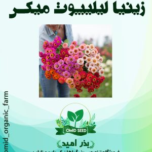 بذر گل زینیا لیلیپوت وارداتی