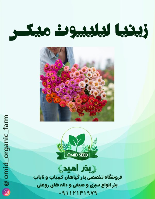 بذر گل زینیا لیلیپوت وارداتی - تصویر 1