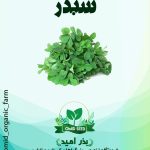 بذر شبدر پا بلند برسیم