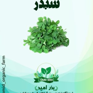 بذر شبدر پا بلند برسیم