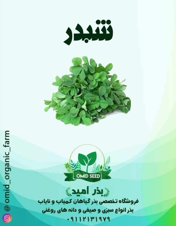 بذر شبدر پا بلند برسیم - تصویر 1