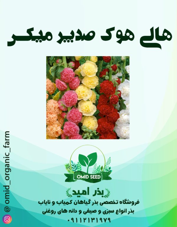 بذر گل هالی هوک صدپر وارداتی - تصویر 1