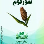 بذر سورگوم