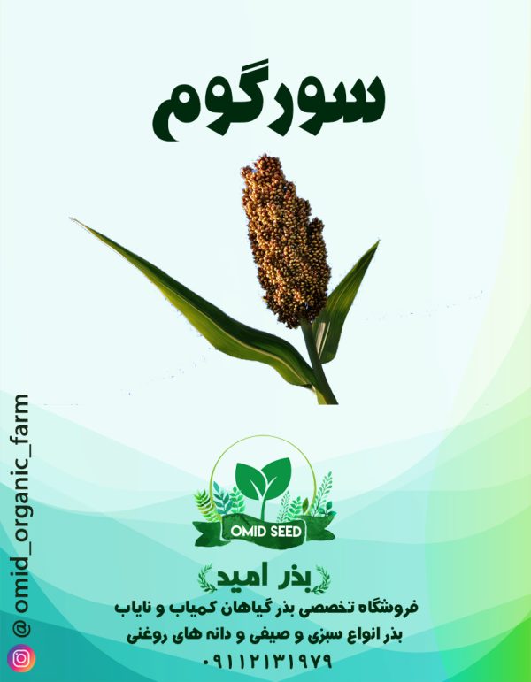 بذر سورگوم - تصویر 1