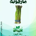 بذر مارچوبه تاکیتا ژاپن