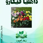 بذر گل داهلیا فیگارو وارداتی