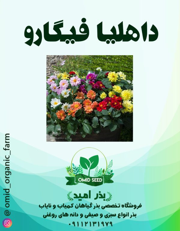 بذر گل داهلیا فیگارو وارداتی - تصویر 1